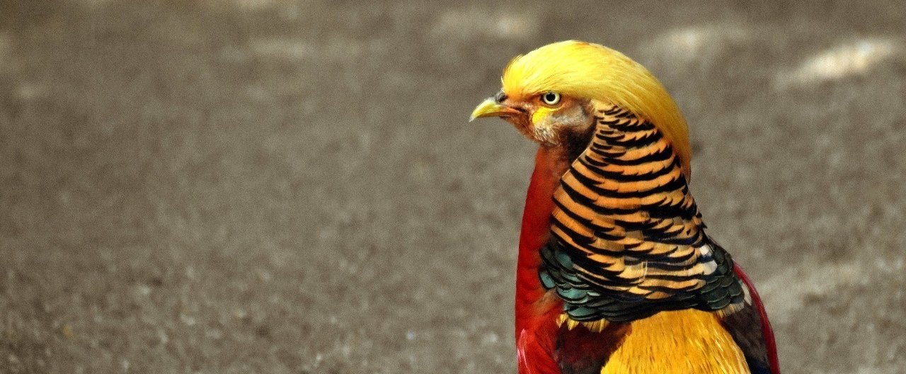 原則21 対抗意識を刺激する 人を動かす さい 図解 戦略 コーチング Note