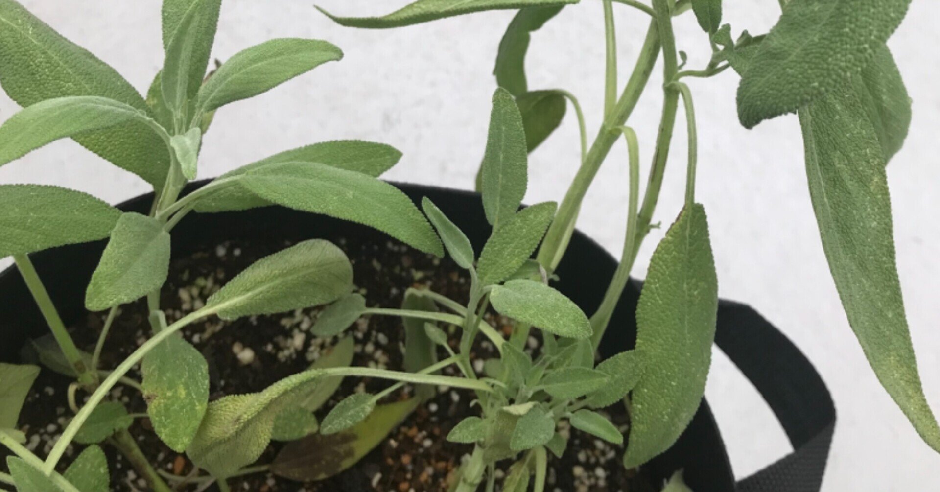 ガーデニング セージの収穫とセージフライ おがばん 拝万里 Note