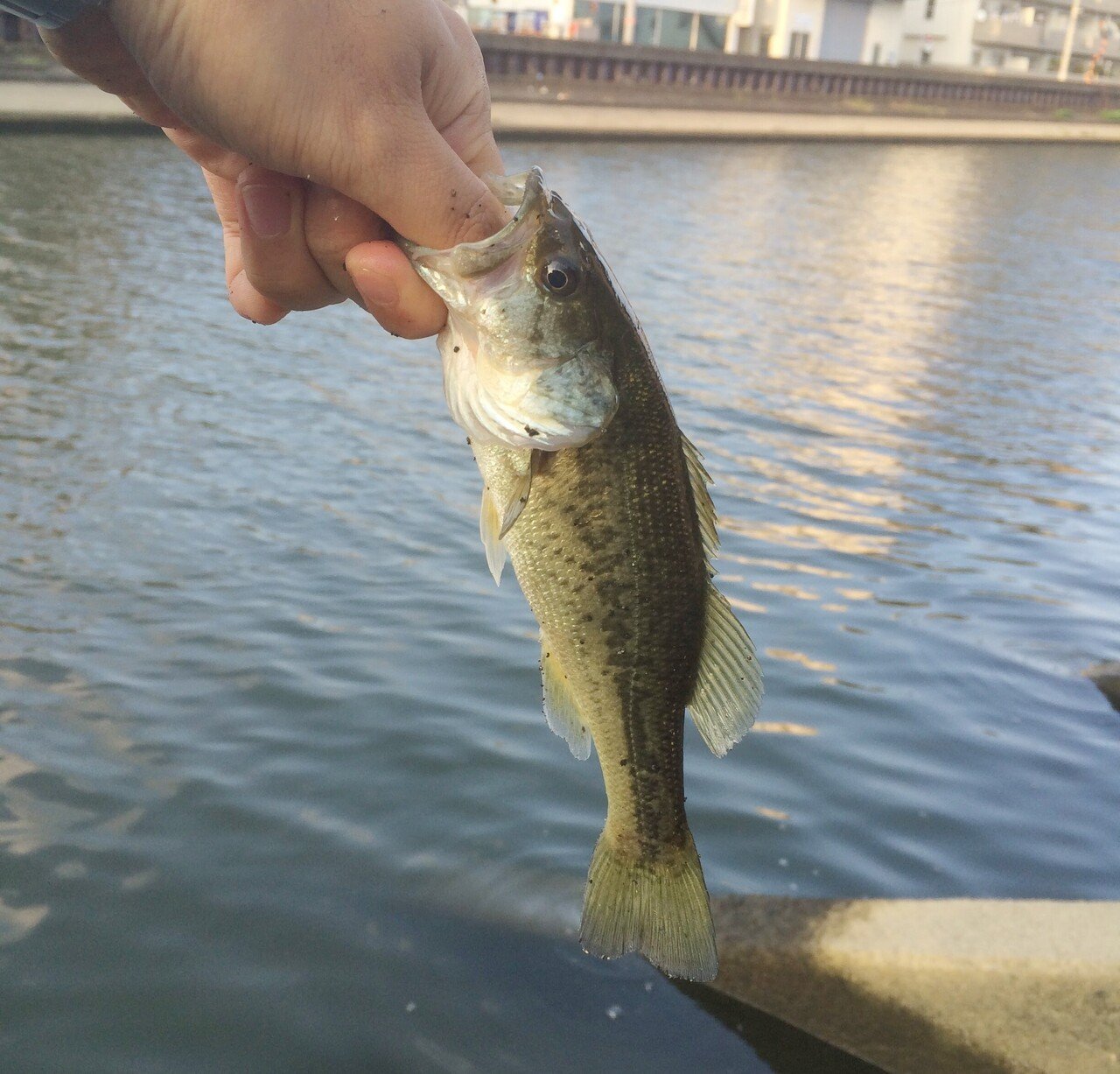 23区で魚釣り 花畑運河のブラックバス釣り 足立区 あらきただし Note