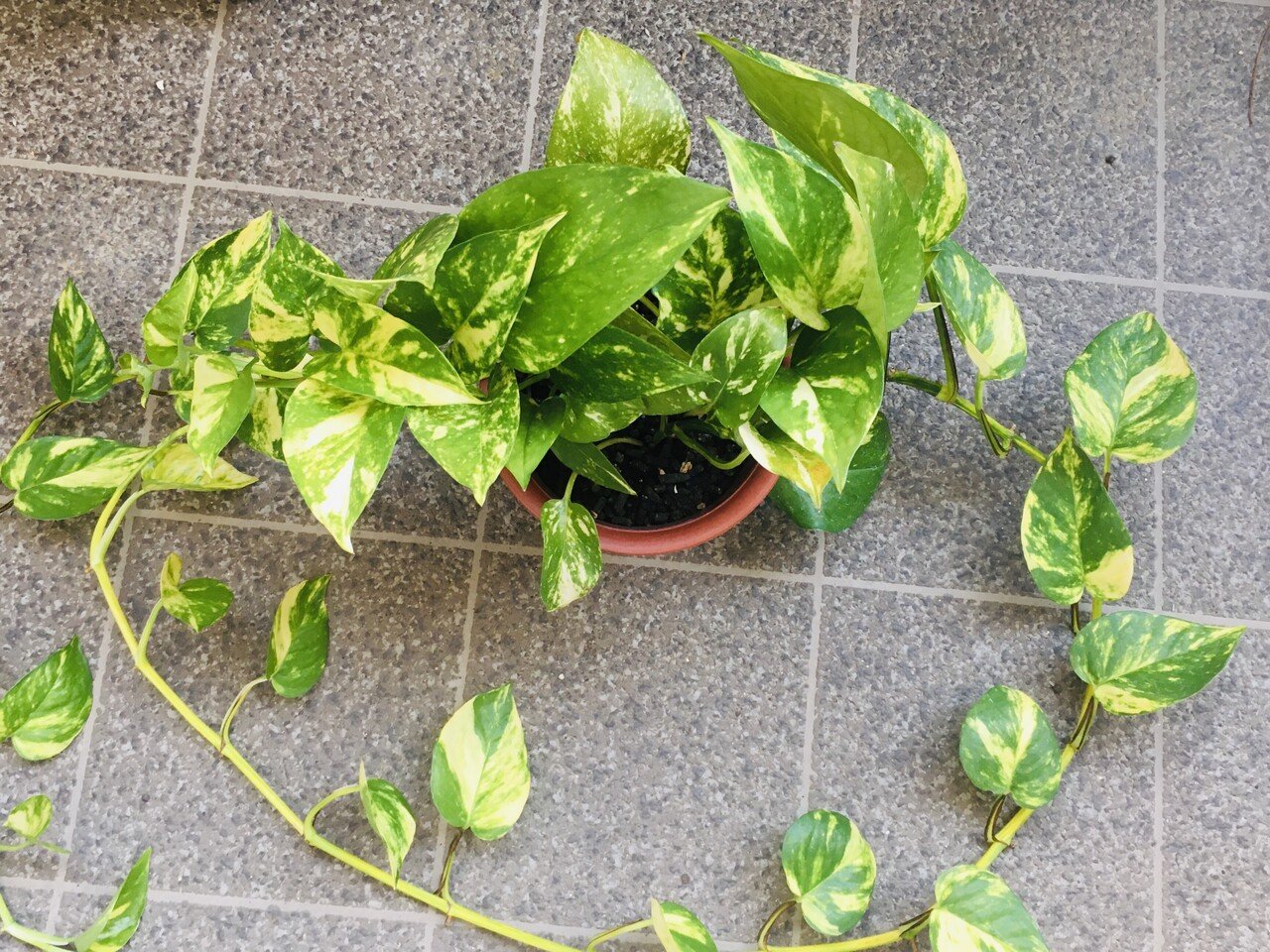 ポトスの増やし方 すがやん Note