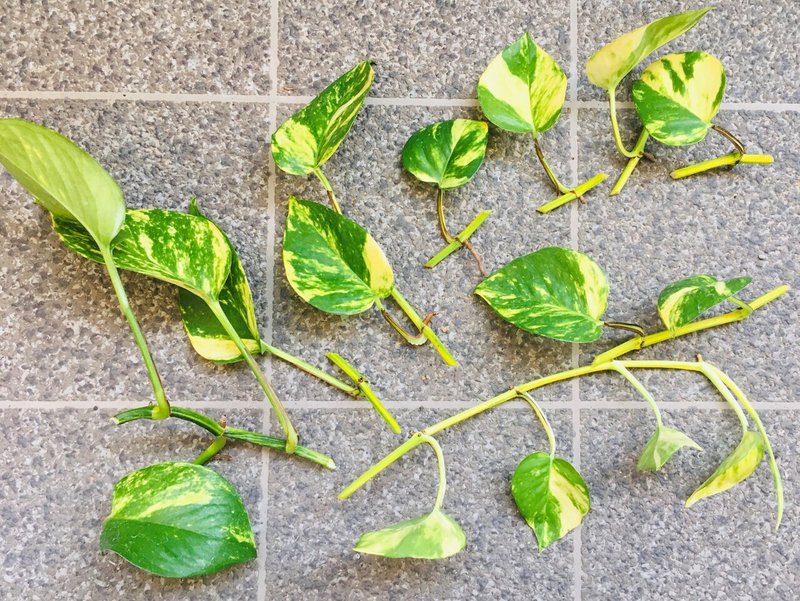 ポトスの増やし方 すがやん Note