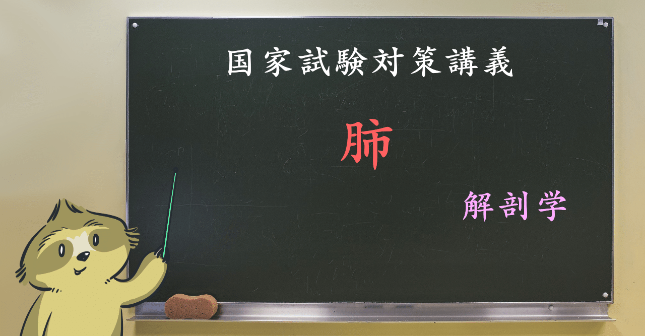 解剖学 図解イラストとゴロで簡単 肺 の覚え方 森元塾 国家試験対策 Note