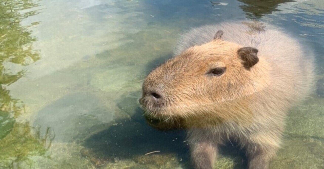 おいでよ 那須どうぶつ王国のカピバラの森へ 那須どうぶつ王国 日々 どうぶつ日誌