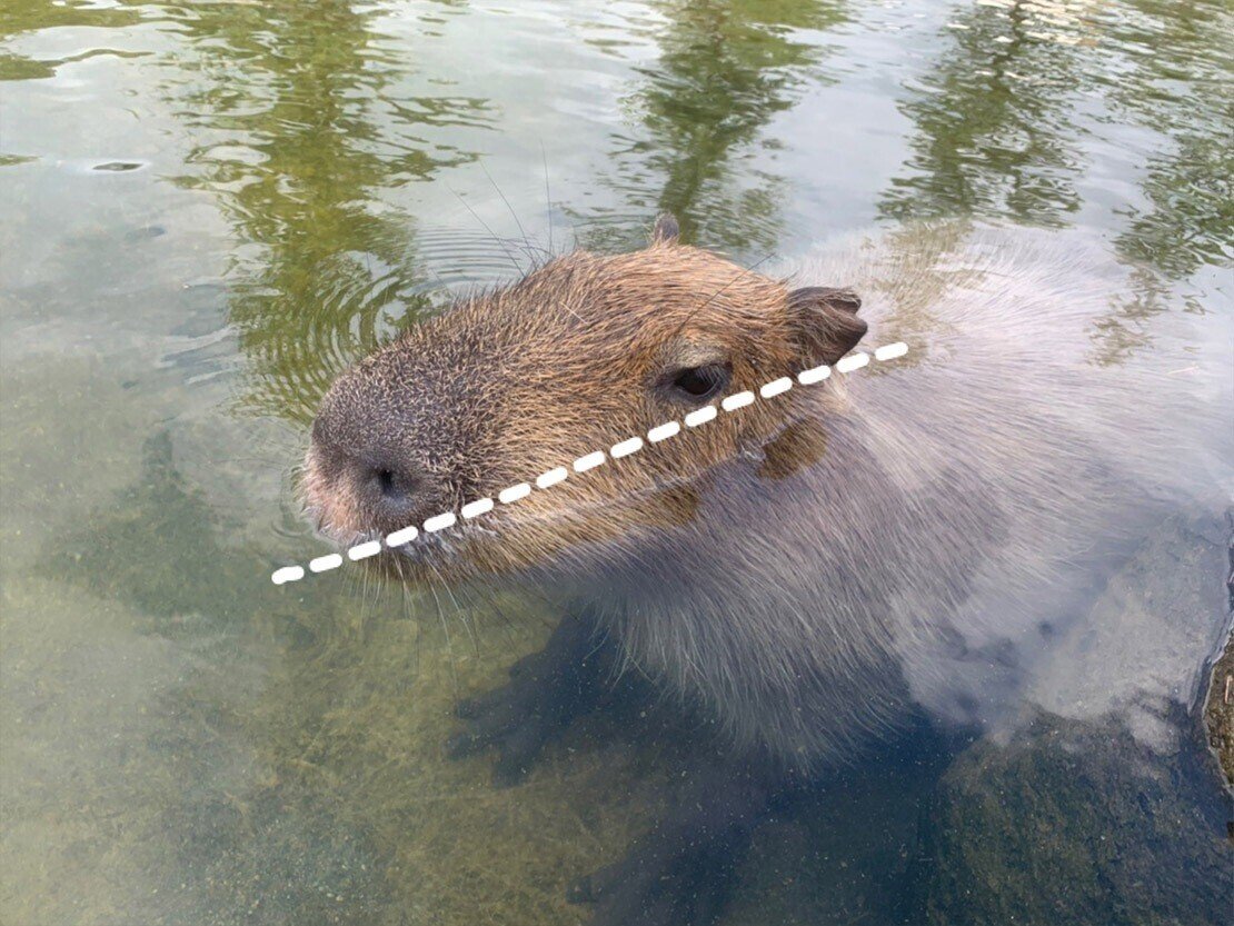 おいでよ 那須どうぶつ王国のカピバラの森へ 那須どうぶつ王国 日々 どうぶつ日誌 おいでよ 那須どうぶつ王国のカピバラの森へ 那須どうぶつ王国 日々 どうぶつ日誌