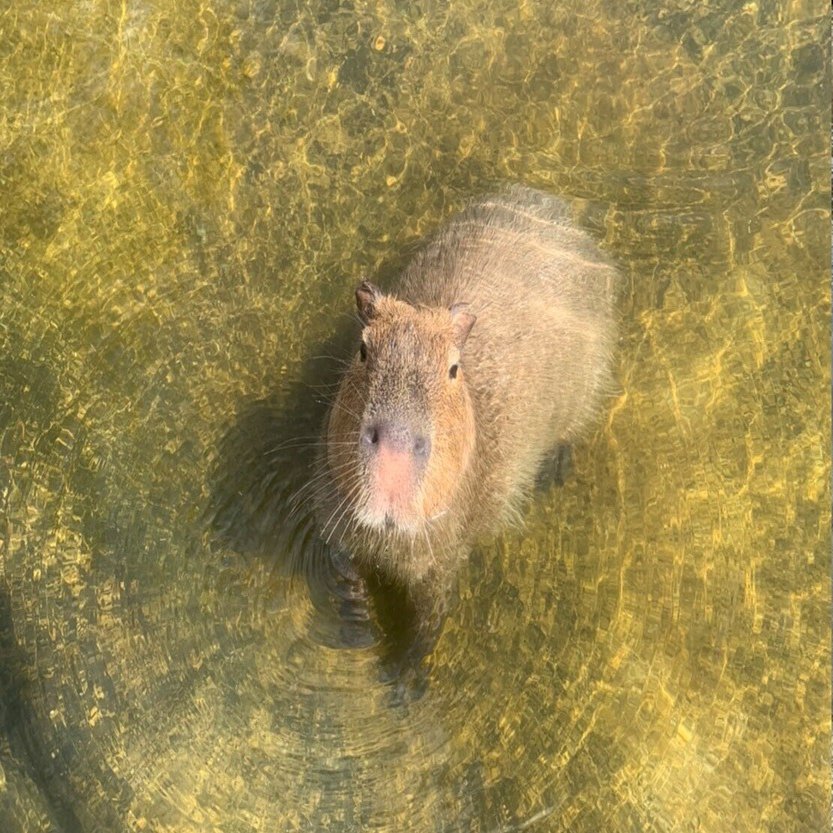 おいでよ 那須どうぶつ王国のカピバラの森へ 那須どうぶつ王国 日々 どうぶつ日誌