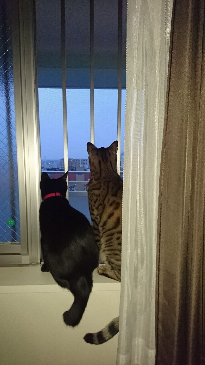 猫の後ろ姿からのメッセージ パリッシュ土屋 Note 猫の後ろ姿からのメッセージ パリッシュ土屋 Note