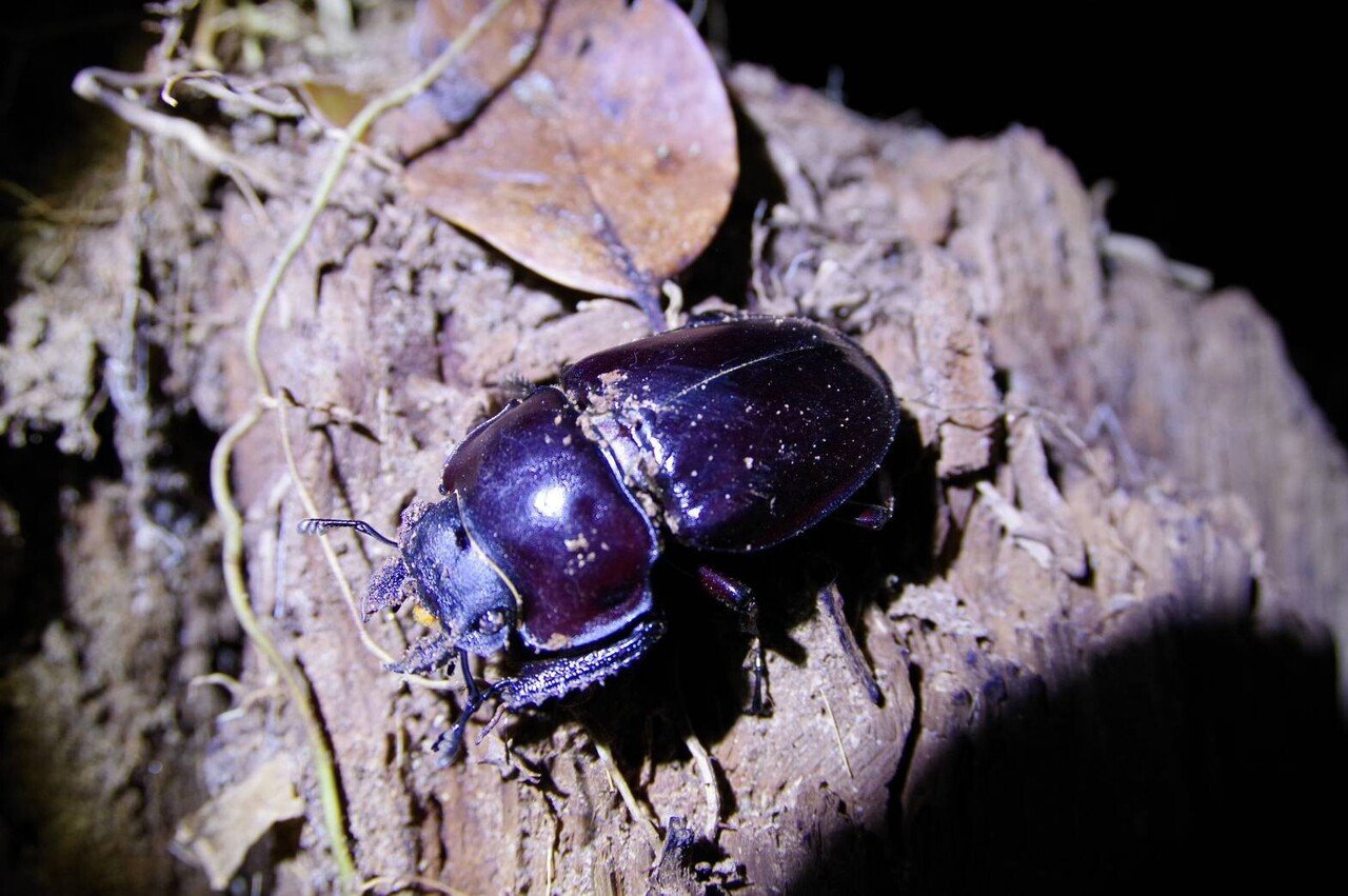 沖縄県 ヤエヤママルバネクワガタ採集記 西表島 part2｜キヨタミ
