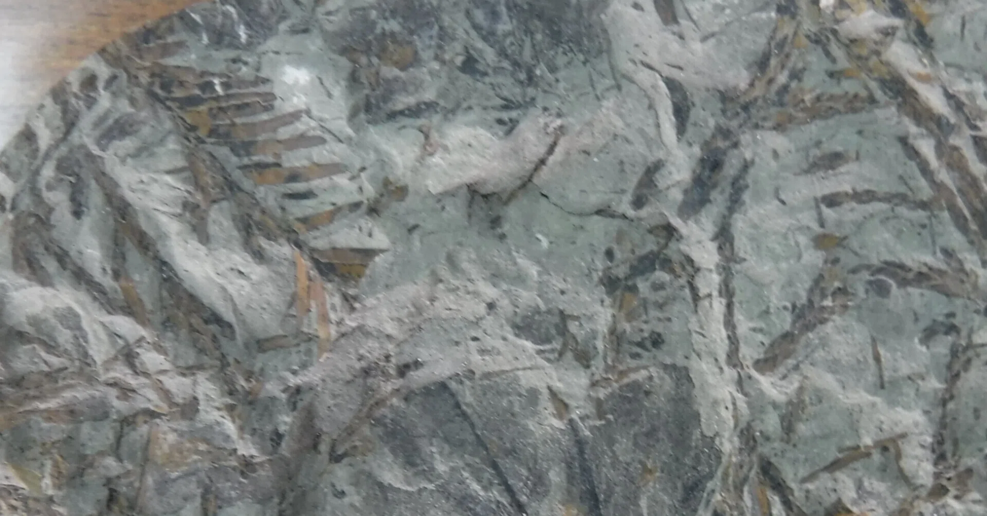 木の葉化石4：メタセコイア(アケボノスギ)｜北海道の木の葉化石博士