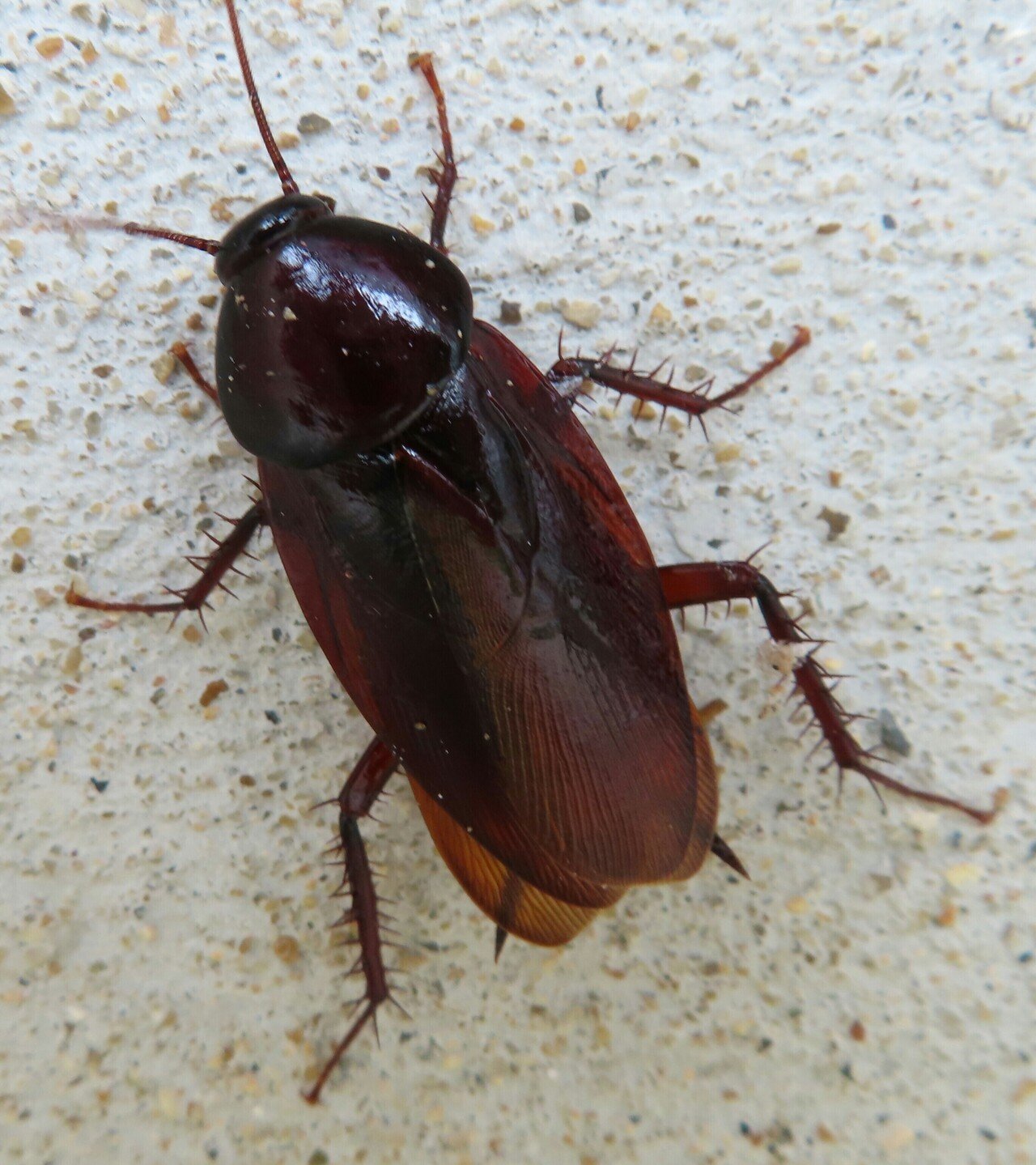 クロゴキブリ 成虫 撮れました 月澄狸 Note クロゴキブリ 成虫 撮れました 月澄狸 Note