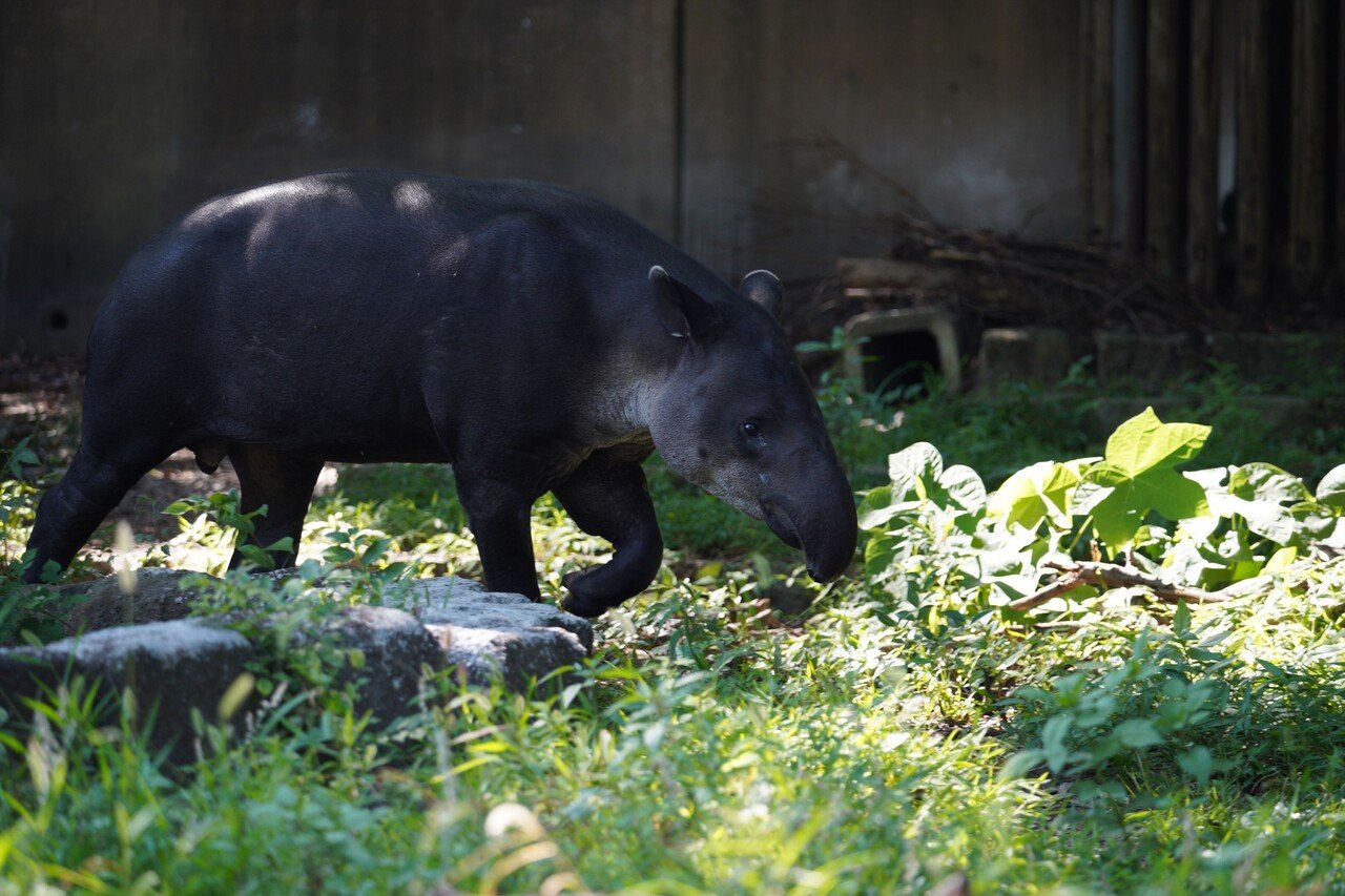 一日だけのナイトズー 金沢動物園 積み本棚 Note 一日だけのナイトズー 金沢動物園 積み本棚 Note