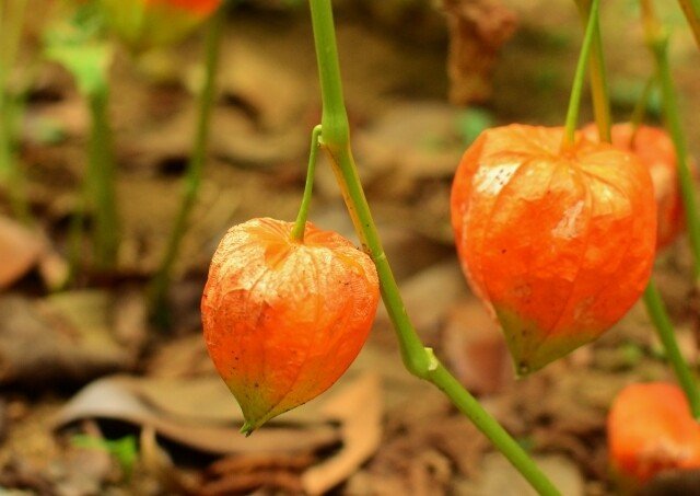 鬼灯 の新着タグ記事一覧 Note つくる つながる とどける