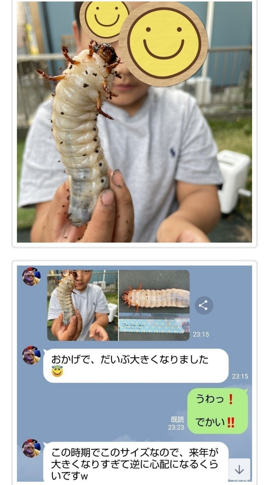 ヒマラヤひらたけ発酵マット|iketeru_1130 ヒマラヤひらたけ発酵マット|iketeru_1130