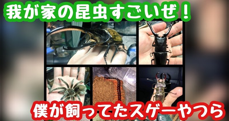 我が家の昆虫すごいぜ 僕が飼ってたスゲーやつら リョウ 自分の生涯を描く Note 我が家の昆虫すごいぜ 僕が飼ってたスゲーやつら リョウ 自分の生涯を描く Note