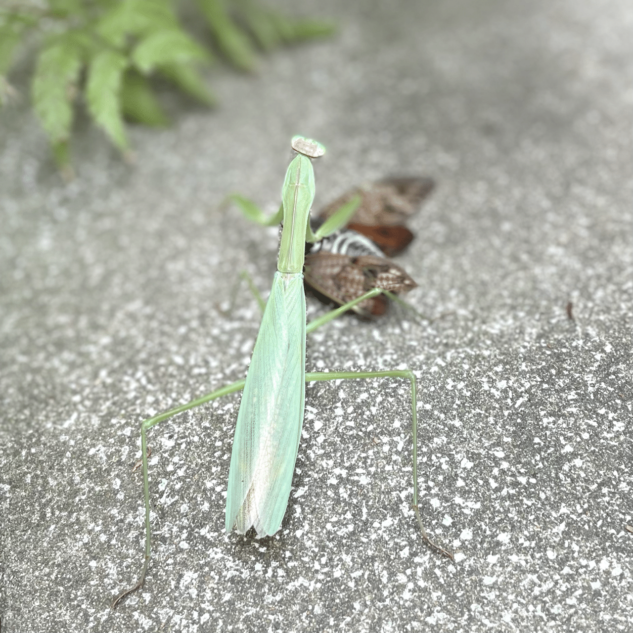ミントグリーンのカマキリ なんて綺麗な色なんだろう その前足の先には 押さえ込まれているセミ カマキリに捕まるくらいだから 命が尽きる寸前だったのか この間までセミの羽化を 応援していた コルン コーヒー ルンバ Note
