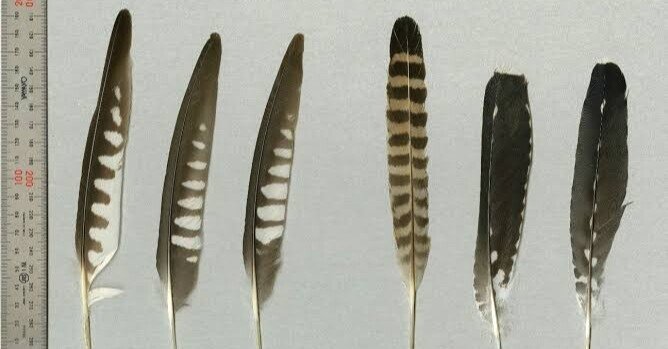 57e4ebed1c688c62b0ac7e5ecf1ef9