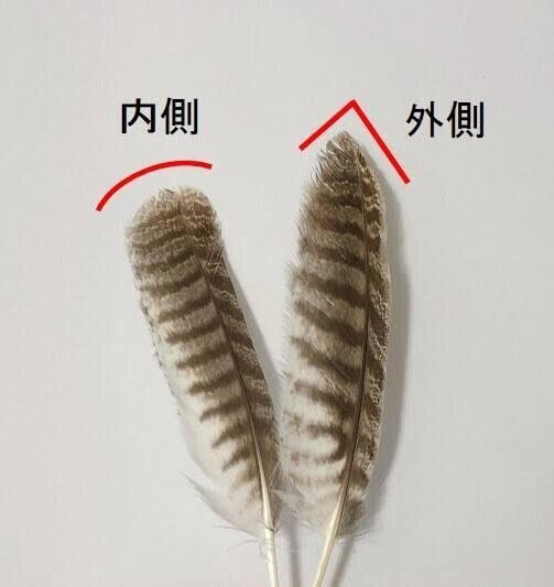 鳥の羽根・おまとめ・Kur 野鳥 鳥 羽根 オオタカの羽根 feather specimen on X: