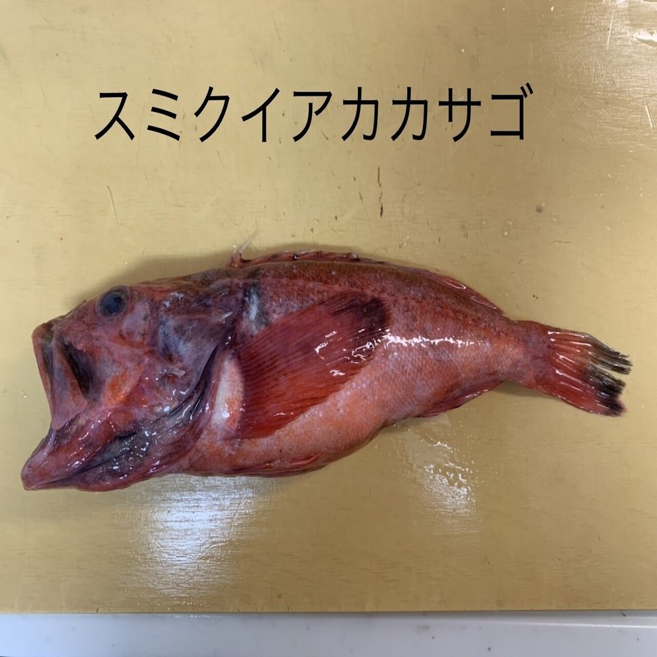 ちょっと嬉しい出来事 おさかなマイスター神谷 Note