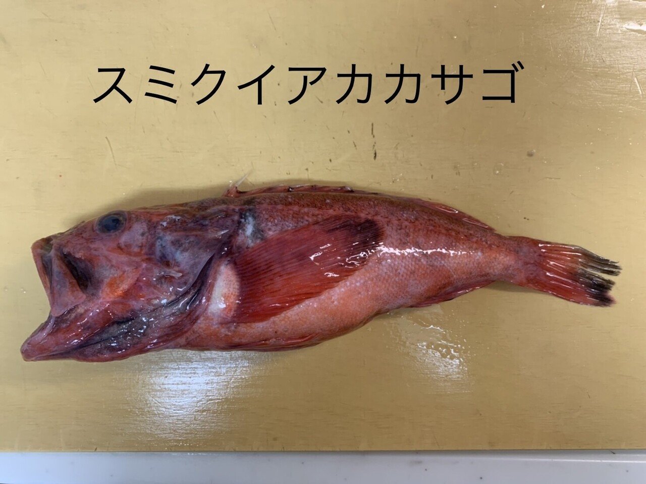 ちょっと嬉しい出来事 おさかなマイスター神谷 Note ちょっと嬉しい出来事 おさかなマイスター神谷 Note