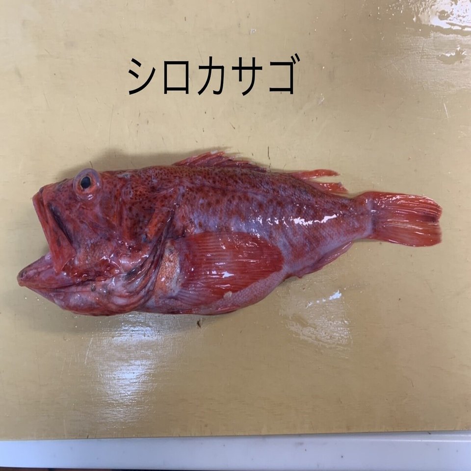 ちょっと嬉しい出来事 おさかなマイスター神谷 Note