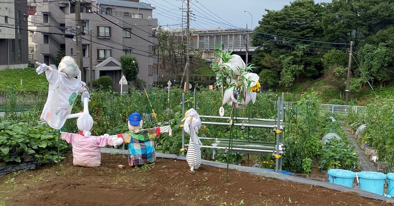 秋冬野菜 の新着タグ記事一覧 Note つくる つながる とどける