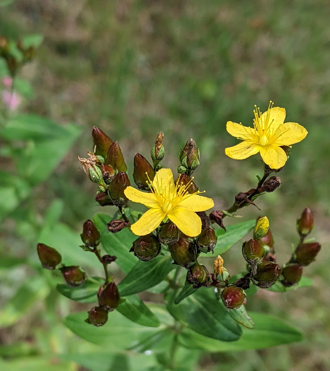 オトギリソウの花 の新着タグ記事一覧 Note つくる つながる とどける オトギリソウの花 の新着タグ記事一覧 Note つくる つながる とどける