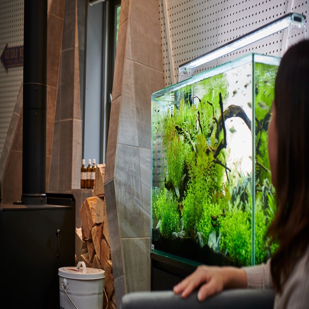 コロナ禍でアクアリウム市場が拡大したのはなぜ Gex Aquarium Note