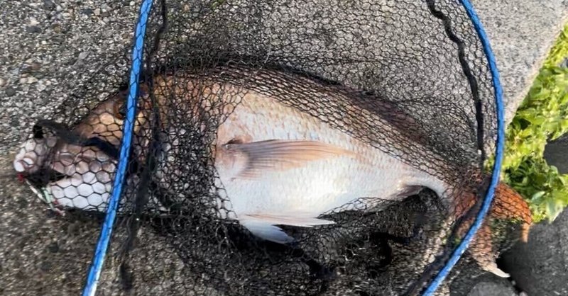 釣り新潟 の新着タグ記事一覧 Note つくる つながる とどける