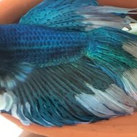 ベタのべべ ベタのヒレ裂け 緊急 003 きぬおり Note