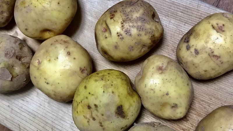 夫の父が家庭菜園 しかし収穫した野菜が ニャニョーヌのたからもの Note