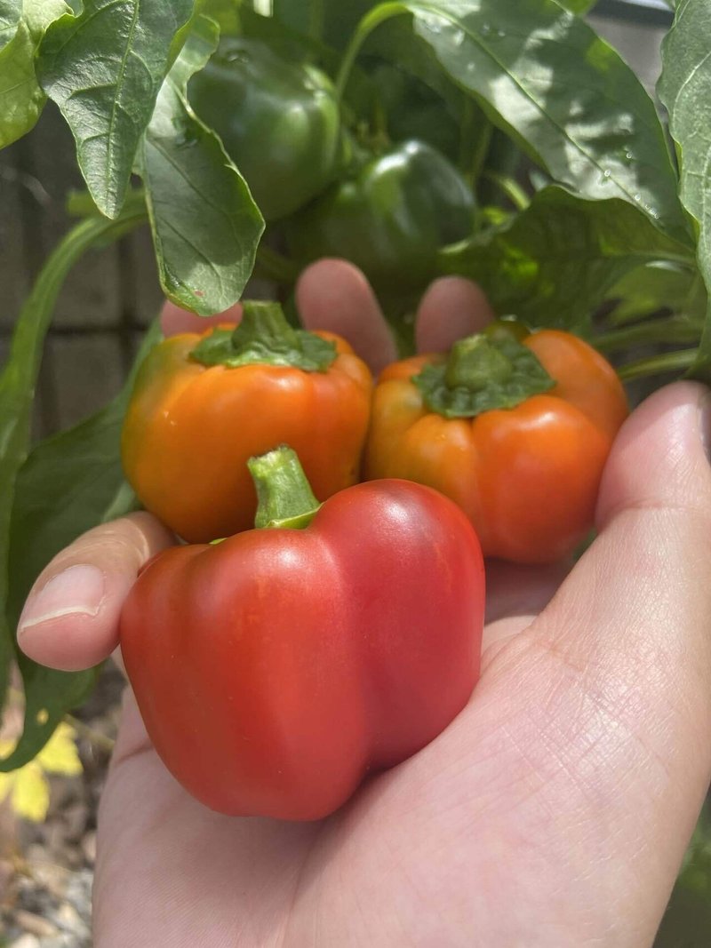 逆襲の赤いパプリカ ハスつか Note