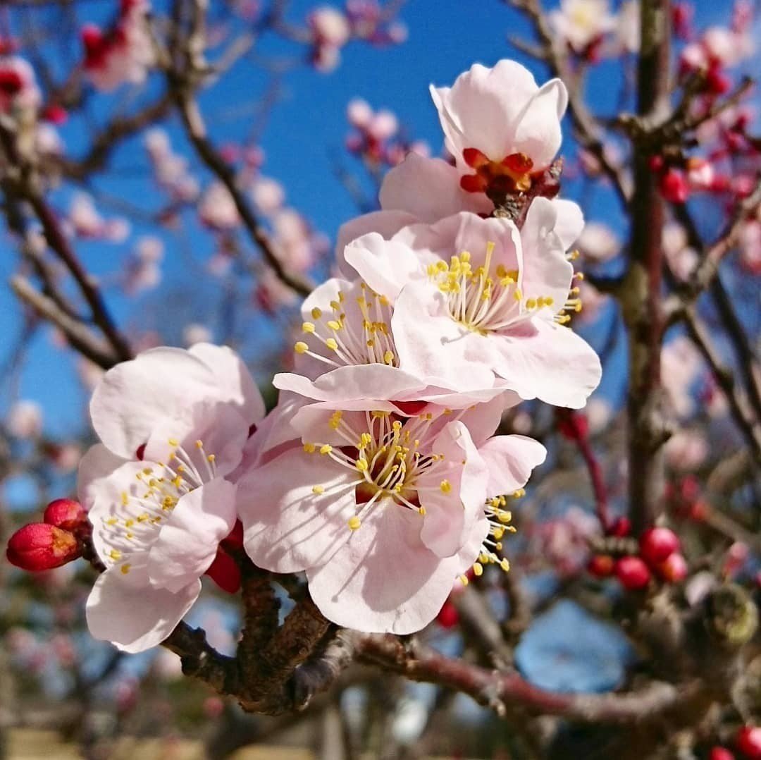 梅の花 ピンク 18 March 潤 Note 梅の花 ピンク 18 March 潤 Note