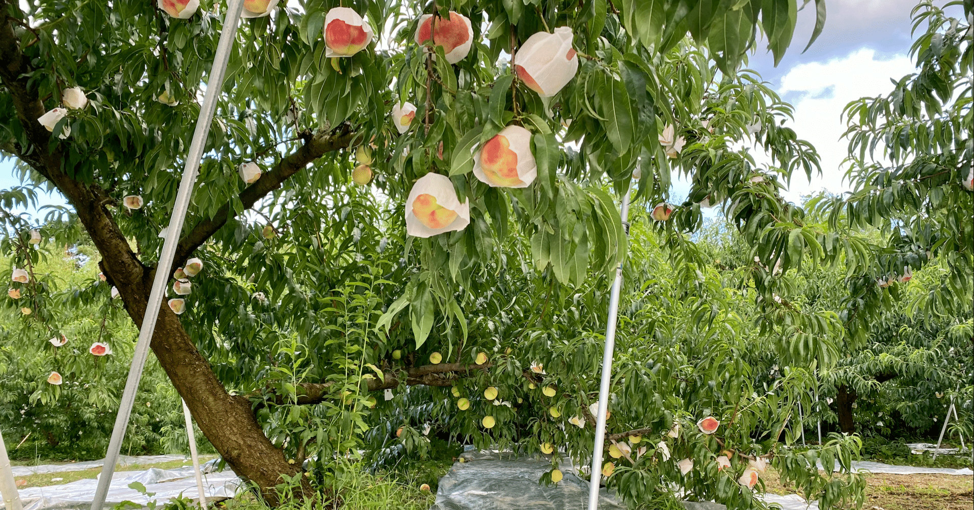 桃の一年」収穫直前｜クニミノマド オーナー制度