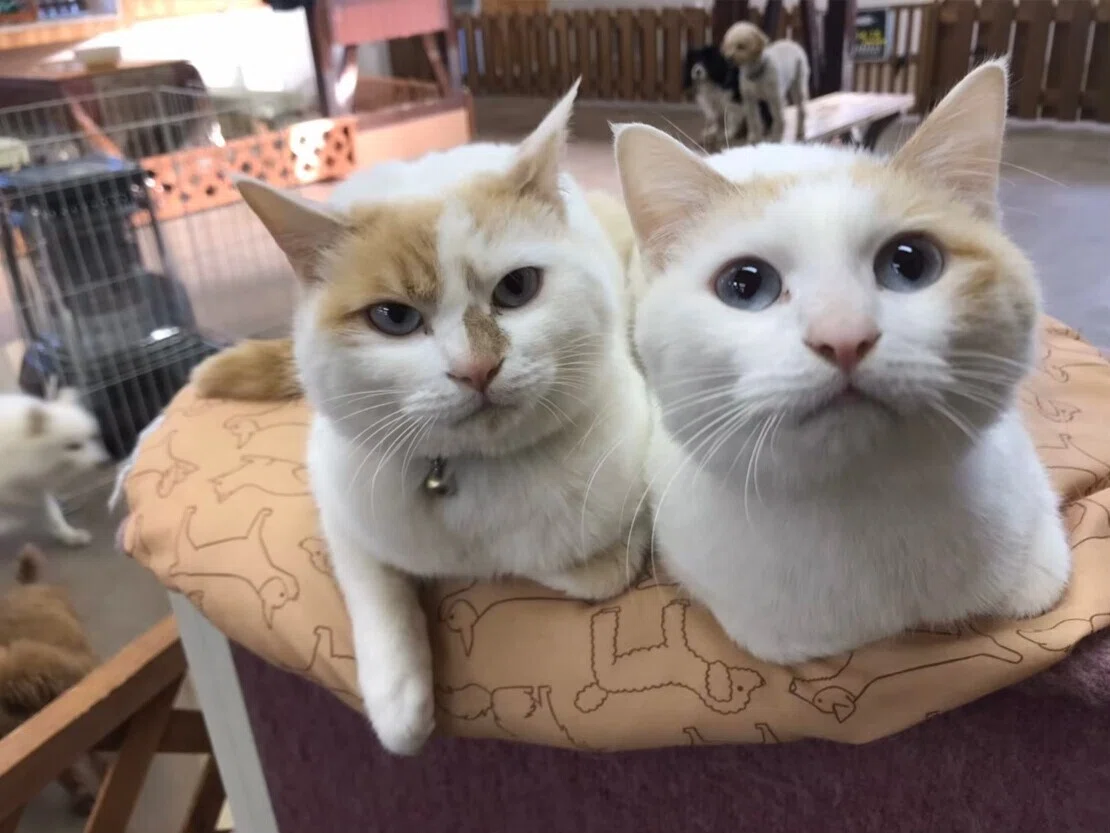 推し猫を探せ！ワンニャンリビングの猫たちを紹介🐾｜那須どうぶつ王国