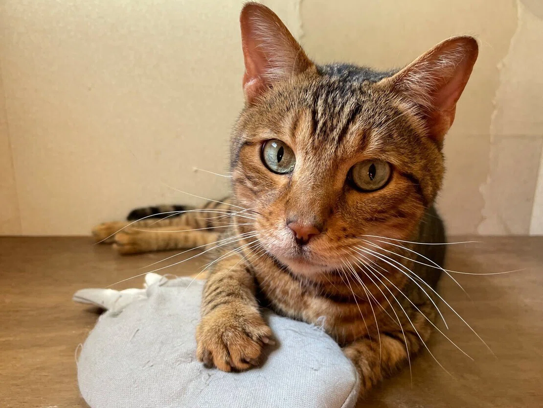 推し猫を探せ！ワンニャンリビングの猫たちを紹介🐾｜那須どうぶつ王国