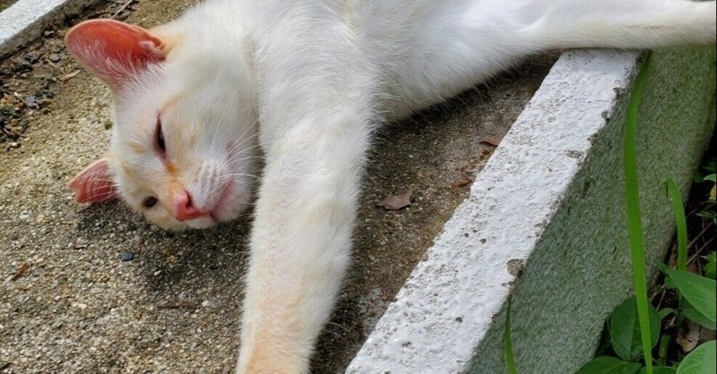 寄り目 の新着タグ記事一覧 Note つくる つながる とどける