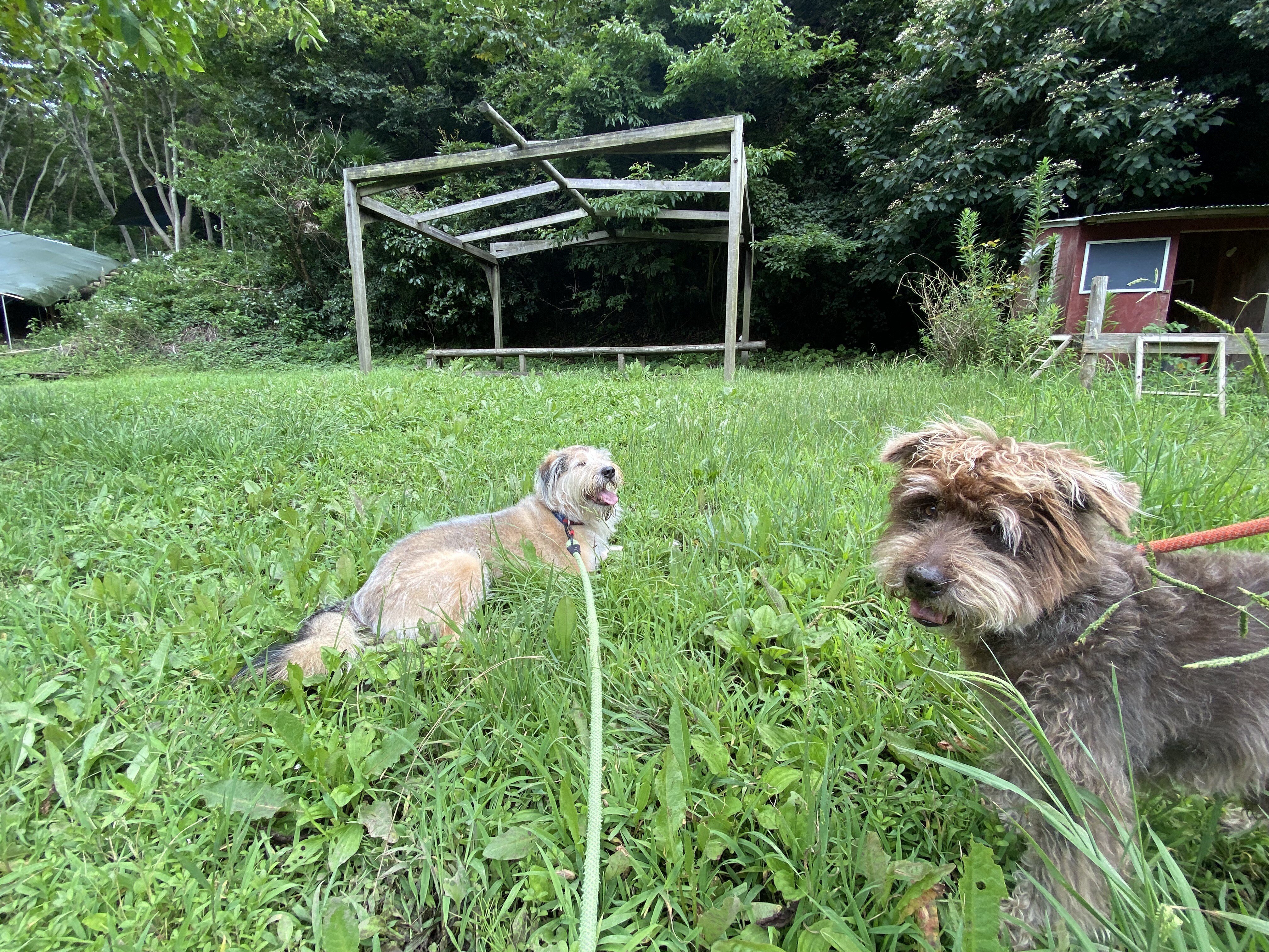 コロナで自宅療養して食料も届かず ひもじい思いをしてる人へ フード レスキュー 食べ物を家の外に置き配します 東京など他のエリアの支援に立ち上がった人も掲載紹介 七尾旅人 Note コロナで自宅療養して食料も届かず ひもじい思いをしてる人へ フード レスキュー 食べ物を家の外に置き配します 東京など他のエリアの支援に立ち上がった人も掲載紹介 七尾旅人 Note