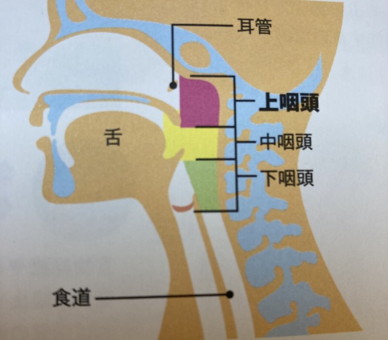 鼻から咽頭の図