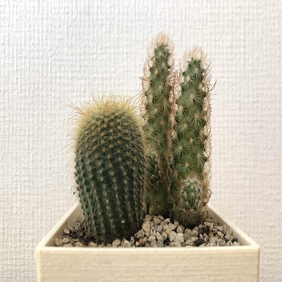 備忘録 植物事情 21 8 馬味 Note