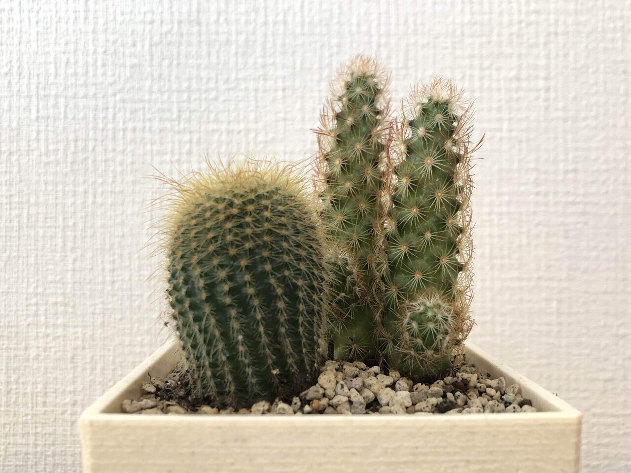 備忘録 植物事情 21 8 馬味 Note 備忘録 植物事情 21 8 馬味 Note