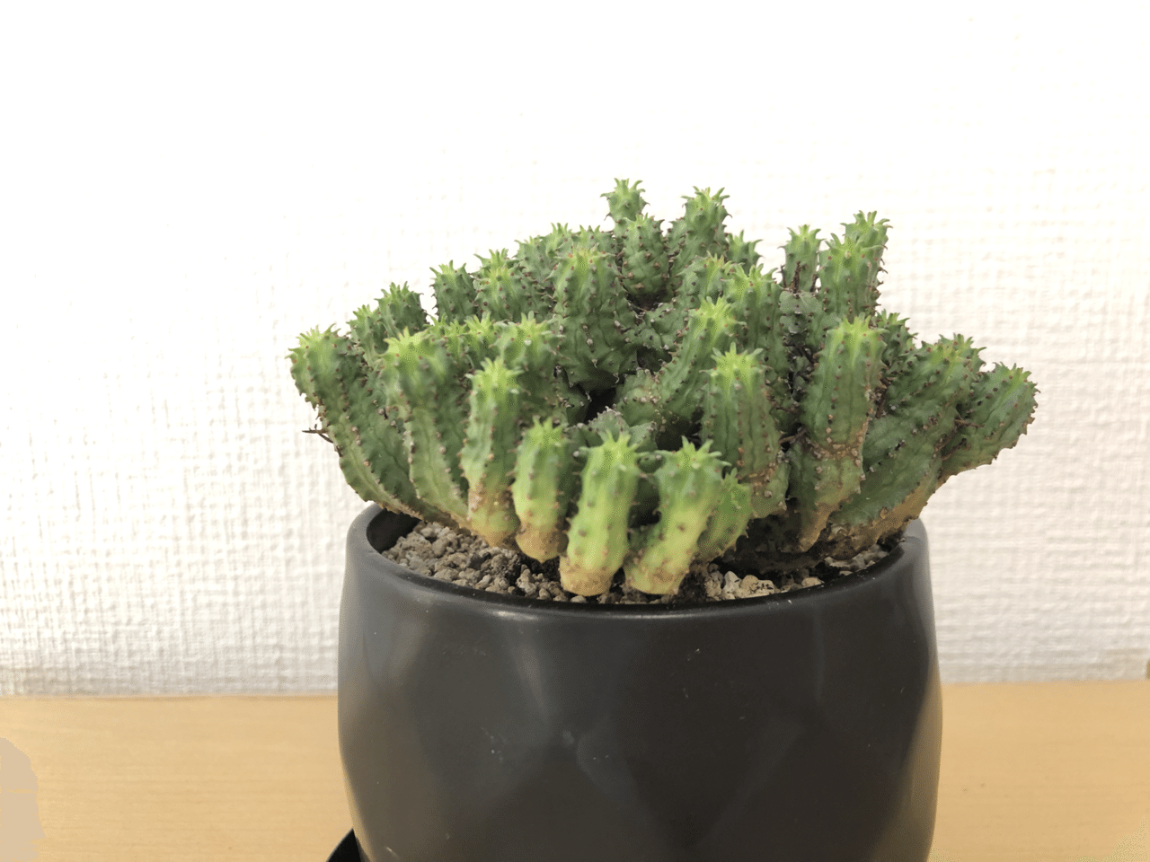 備忘録 植物事情 21 8 馬味 Note 備忘録 植物事情 21 8 馬味 Note