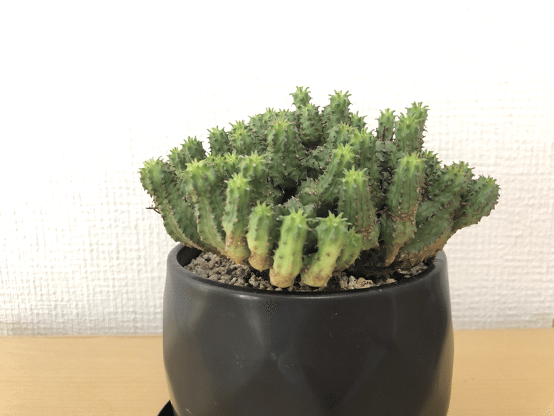 備忘録 植物事情 21 8 馬味 Note