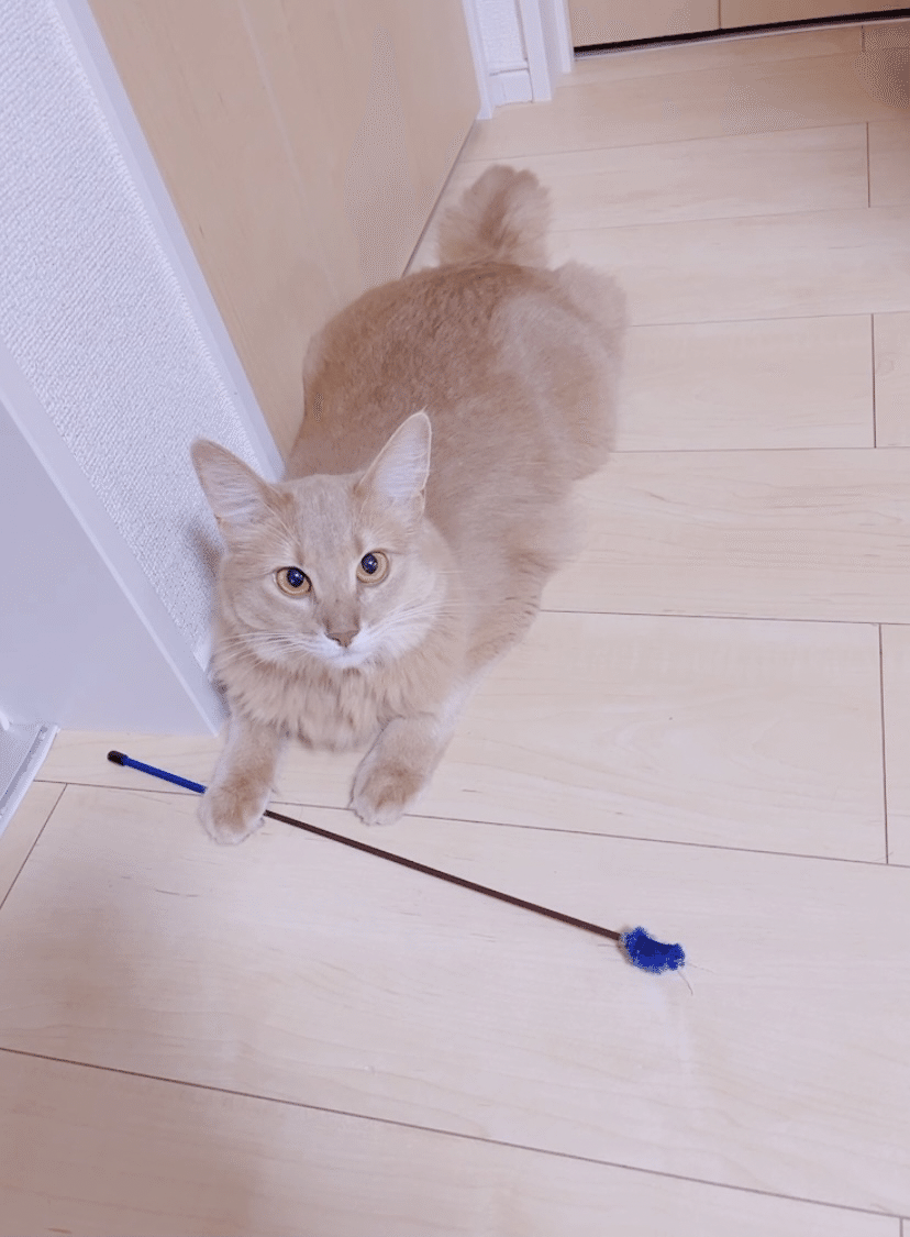 愛猫が猫生2度目のおトイレ失敗しちゃった話|小森谷 貴子 note株式