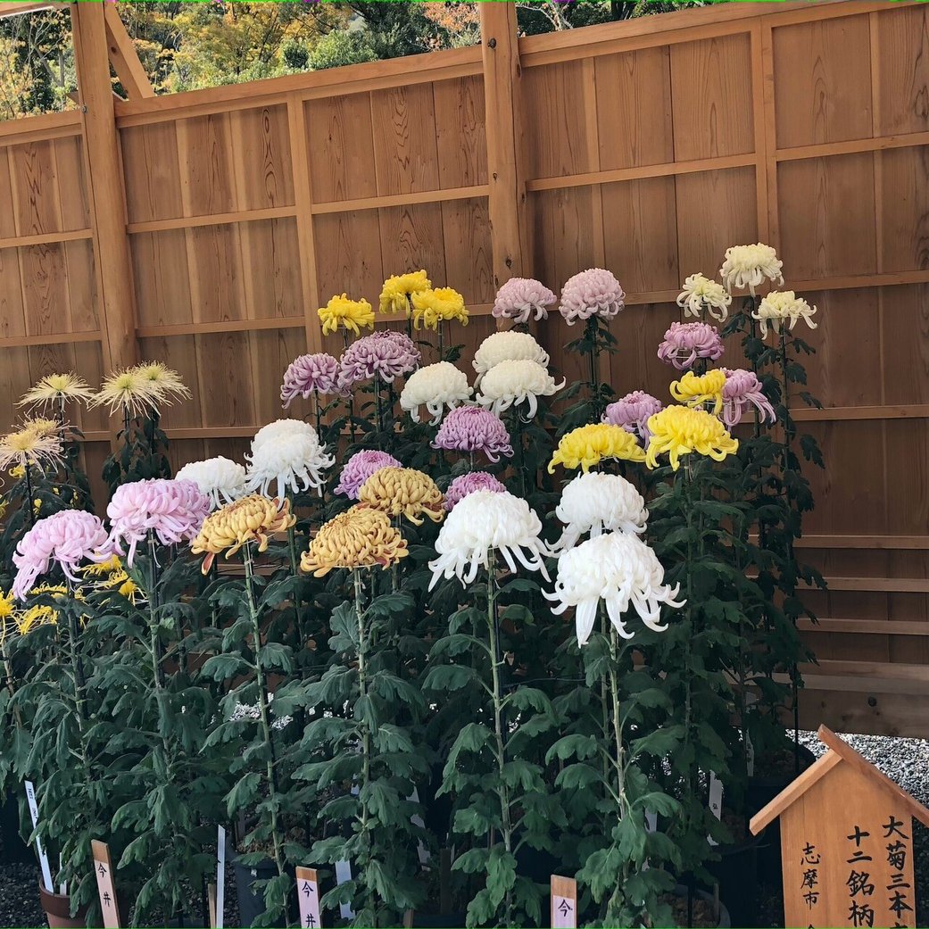 阿房宮 あぼうきゅう 菊 イエギク 食用菊 青森県 南部地方 プラントリップ Plantrip B版 Note