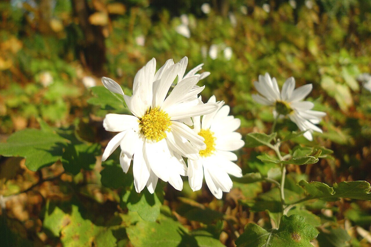 阿房宮 あぼうきゅう 菊 イエギク 食用菊 青森県 南部地方 プラントリップ Plantrip B版 Note 阿房宮 あぼうきゅう 菊 イエギク 食用菊 青森県 南部地方 プラントリップ Plantrip B版 Note