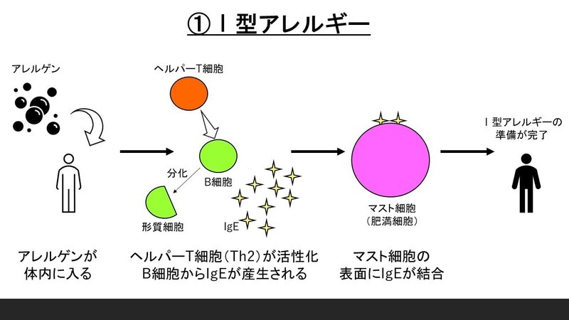 生理学 アレルギーの世界 Yamato 鍼灸師で東洋医学のおにいさん Note