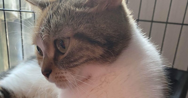 触らせてくれない猫 みきの時間 Note