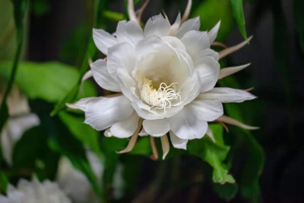 8 23の誕生花と花言葉 11 Nkma 22 3 1 記事投稿60日連続 Note