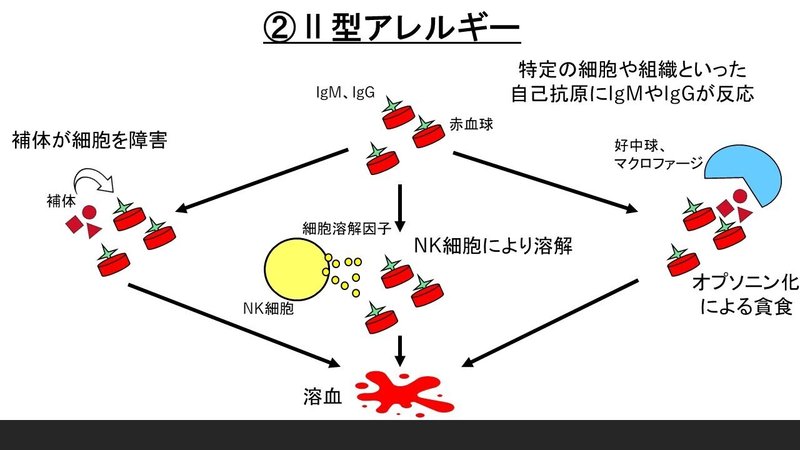 生理学 アレルギーの世界 Yamato 鍼灸師で東洋医学のおにいさん Note