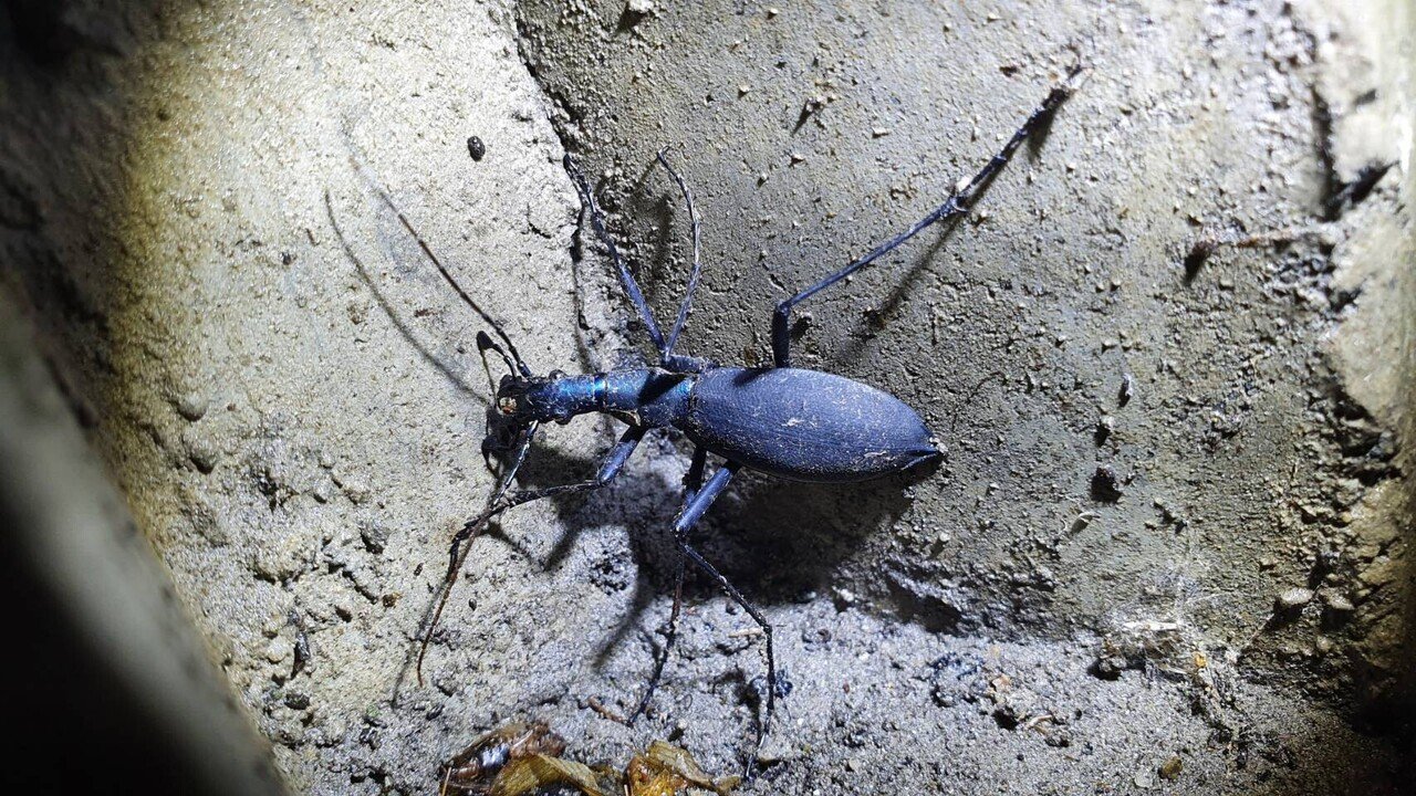 福島県産 野外品オオクワガタ 福島県産 オオコクワガタ |野外品オオクワからの羽化記録