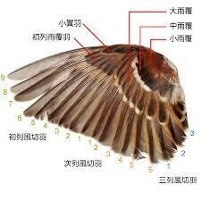 第1723回 鳥の翼｜翆野 大地